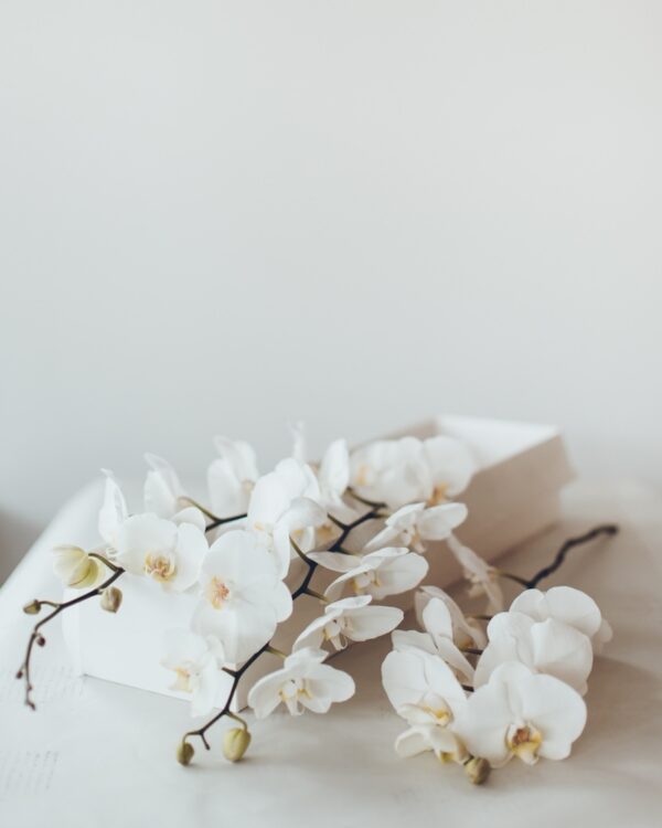 Phalenopsis orchids in a box by Lela Design 1